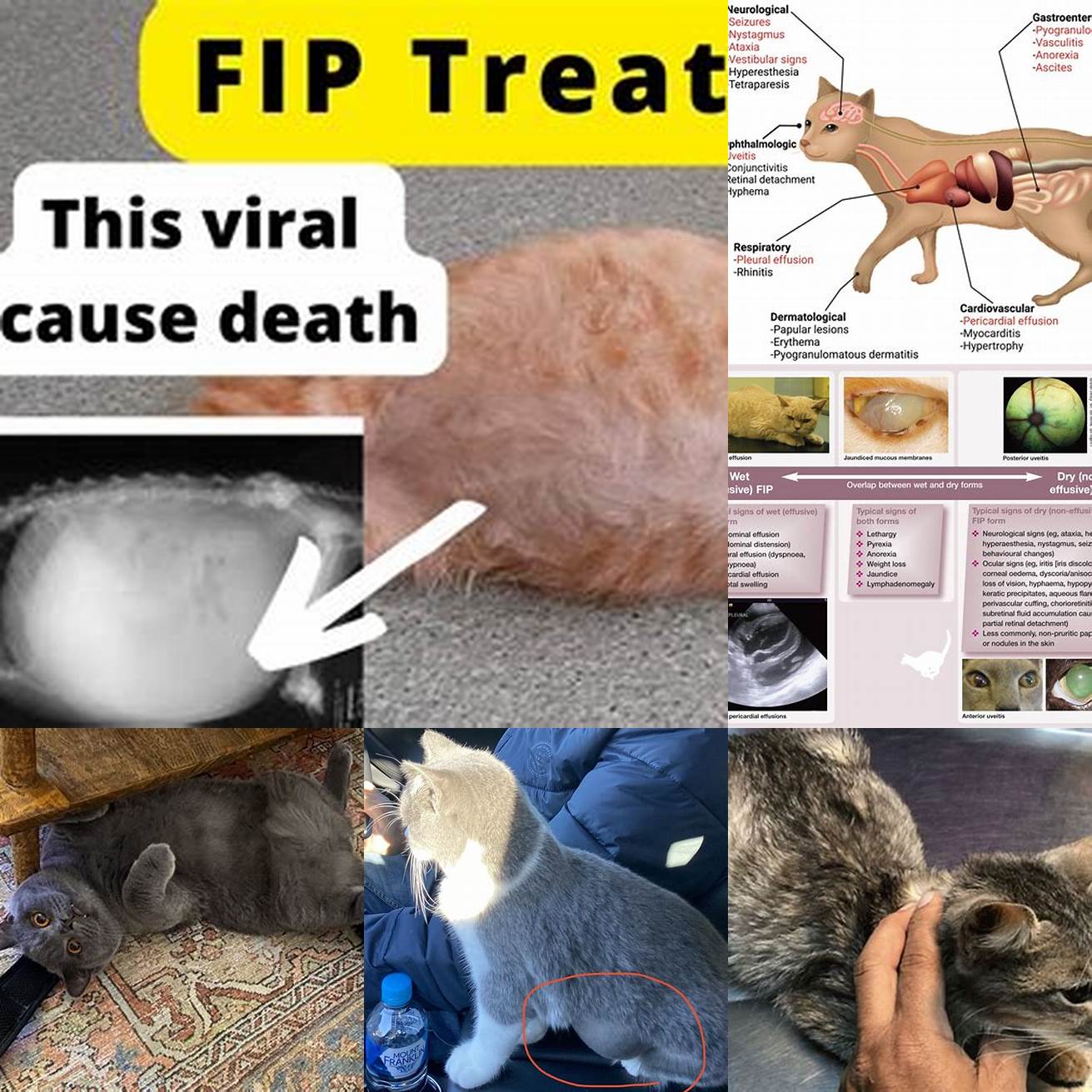 Feline Infectious Peritonitis FIP