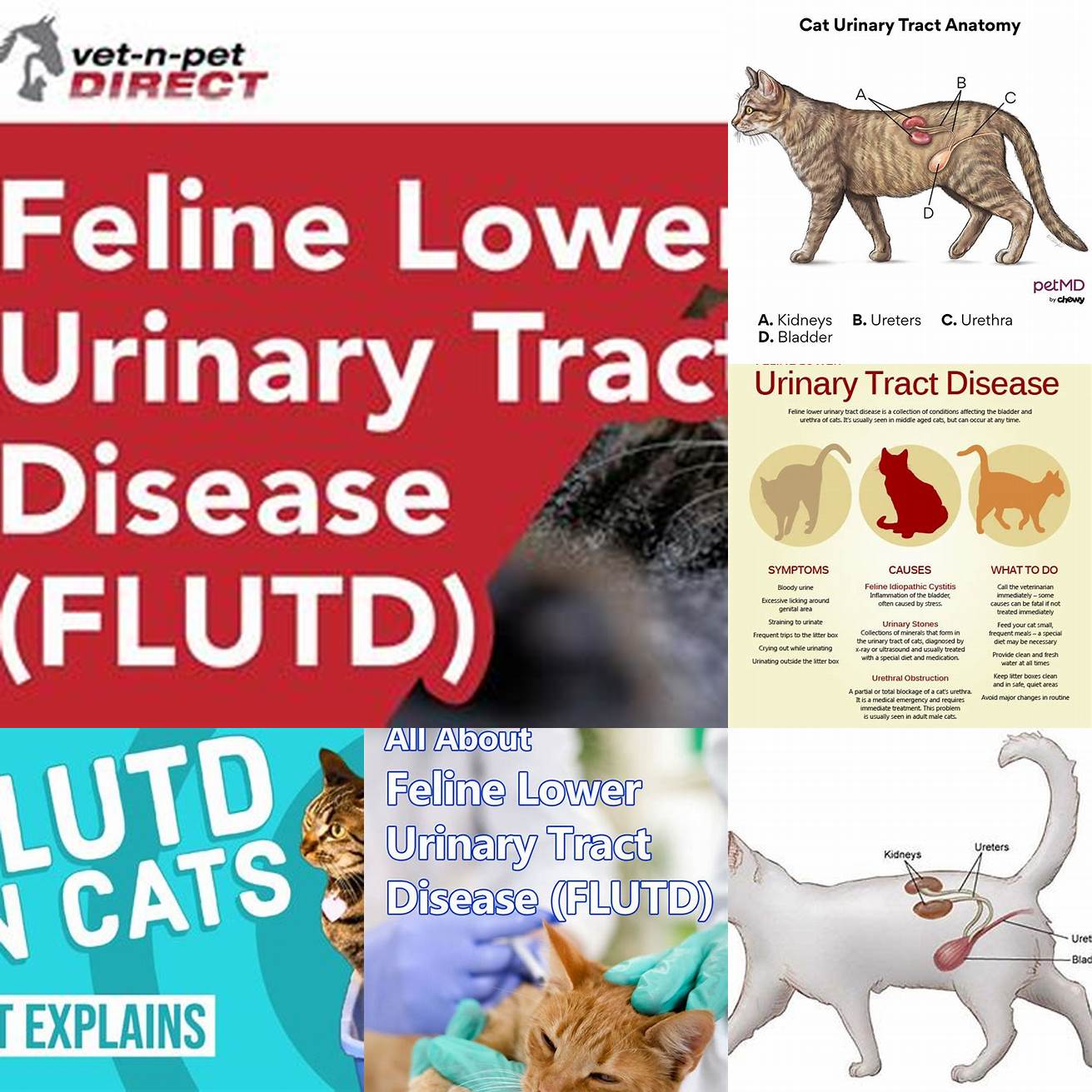 Feline Lower Urinary Tract Disease FLUTD