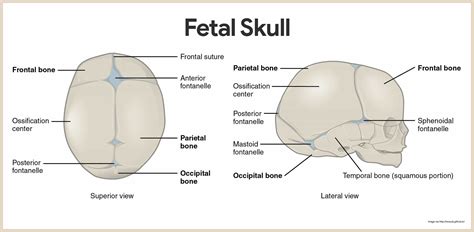 Cranium Anatomy