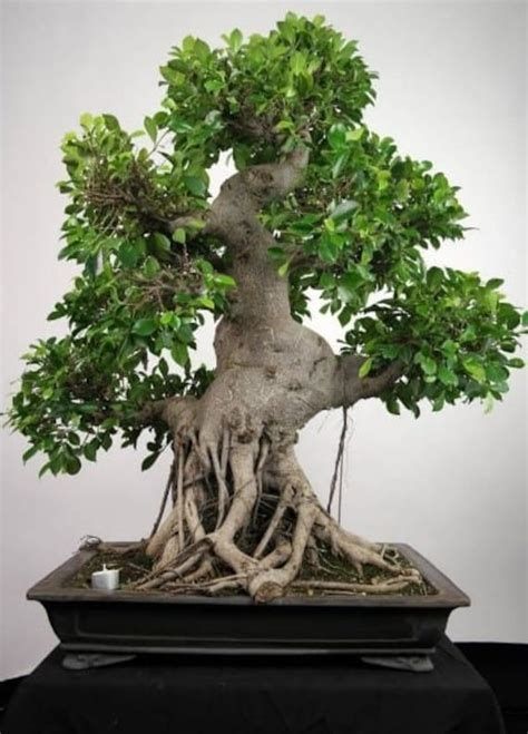 Tree Bonsai