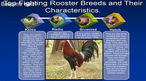 Fighting Rooster Breed Chart
