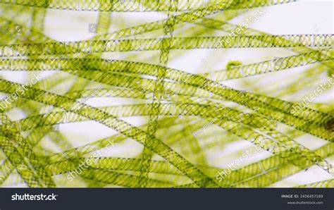 Filamentous Algae