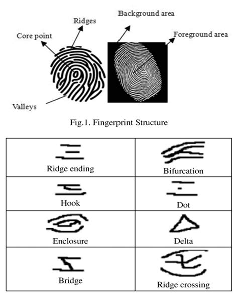 Fingerprint Minutiae Chart