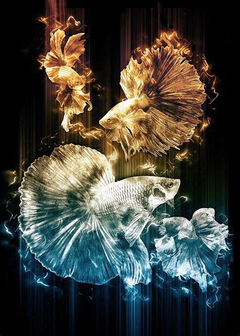 Fish Cupang Latex Poster