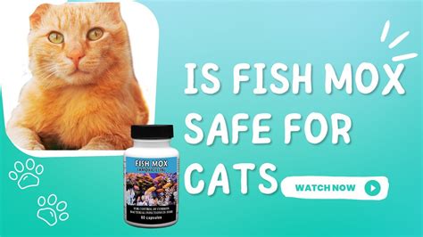 Fish Mox Safe for Pets