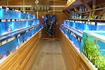 Fish Stores Near Me