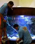 Fish tank cleaning service