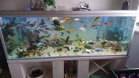 Fish Tank Overcrowding
