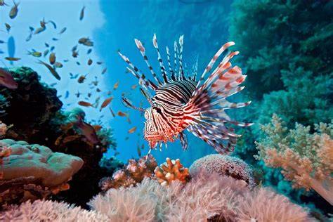 Ikan di Terumbu Karang