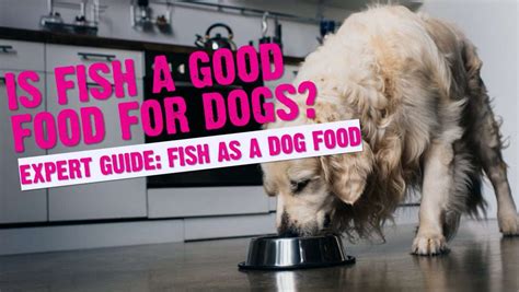 Fish is good for dogs
