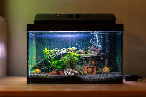Fishes in a clean tank