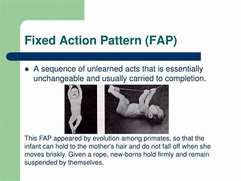 Fixed Action Pattern