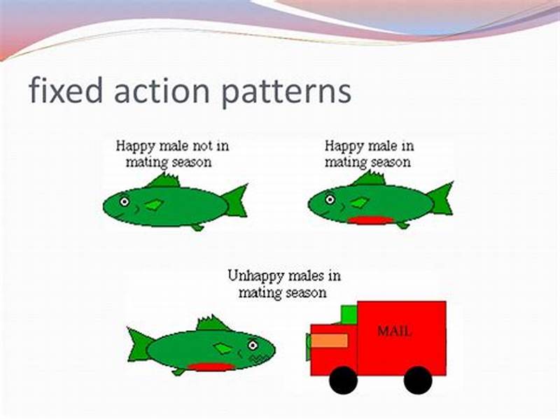 Fixed Action Pattern Example In Humans