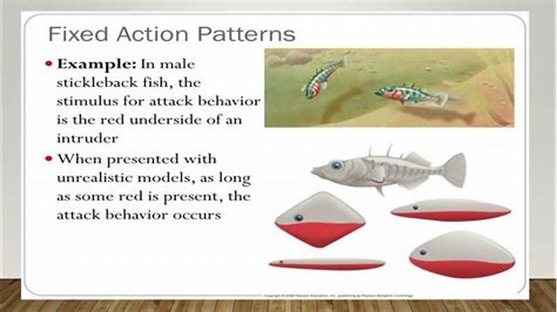 Fixed Action Pattern In Humans