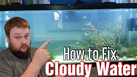 Fixing a Cloudy Fish Tank