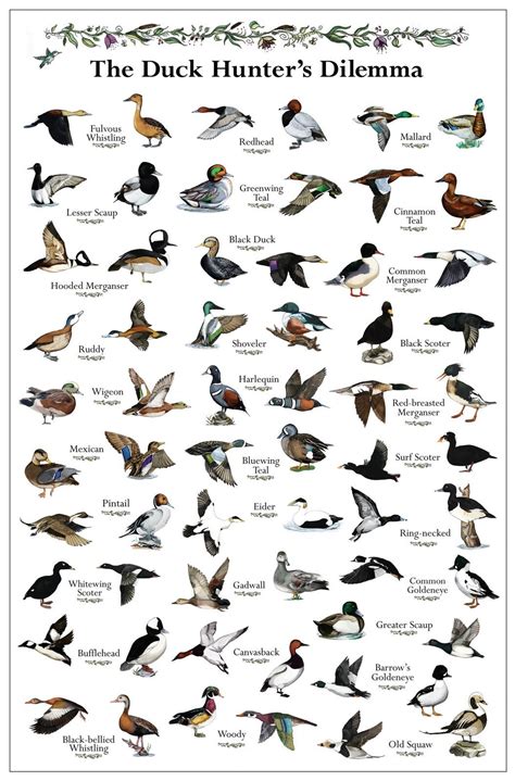 Florida Duck Identification Chart