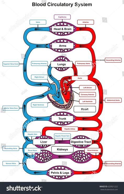 Flow Chart Of Blood Circulation In Human Body