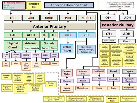 Flow Chart Of Hormones