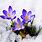 Flowers in Snow Images