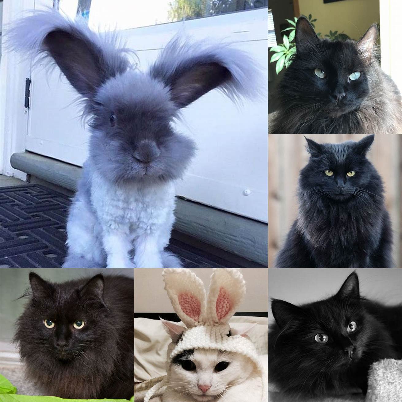 Fluffy bunny ears on a black cat