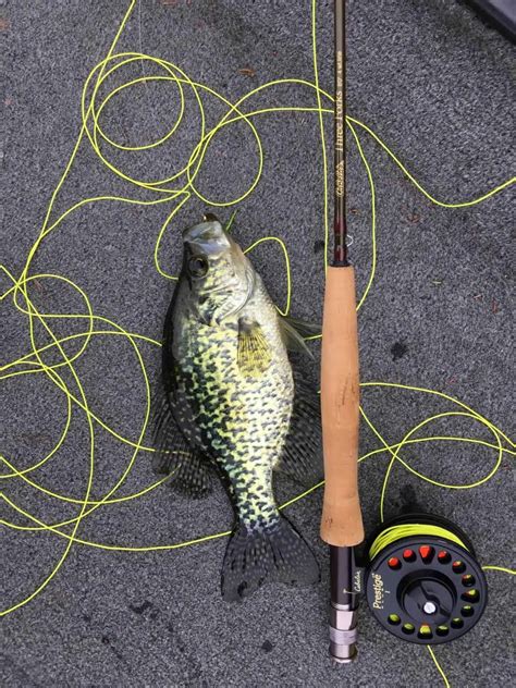 Fly Fishing for Crappie Casting Techniques