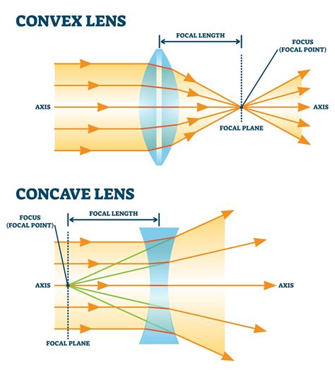 Lens Anatomy
