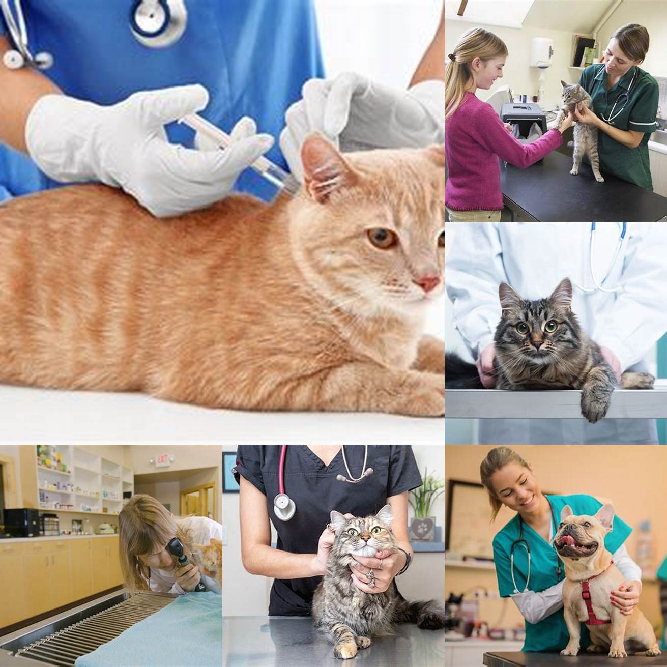 Follow your veterinarians treatment plan