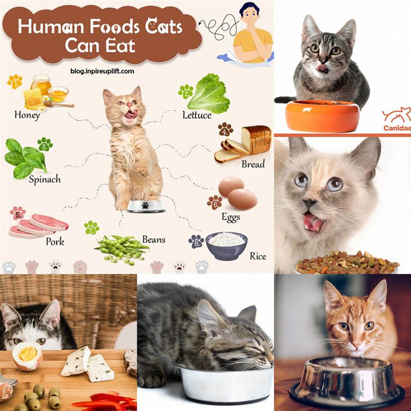 Food preference Some cats simply prefer certain types of food and may eat too quickly in anticipation