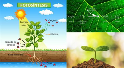 Fotosintesis