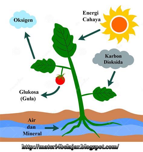 Fotosintesis sebagai Sumber Nutrisi Tanaman