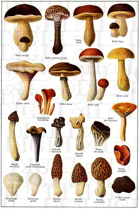 Free Mushroom Catalogs