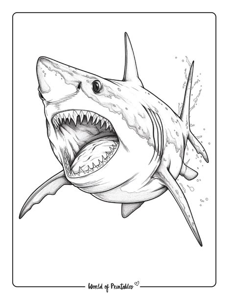 Free Printable Coloring Pages Shark Tooth