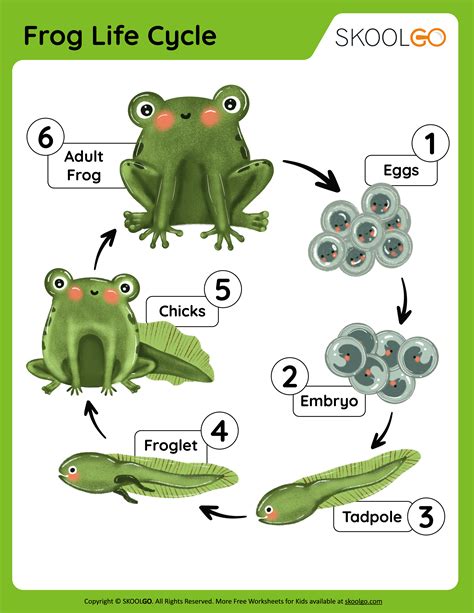 Free Printable Life Cycle Of A Frog