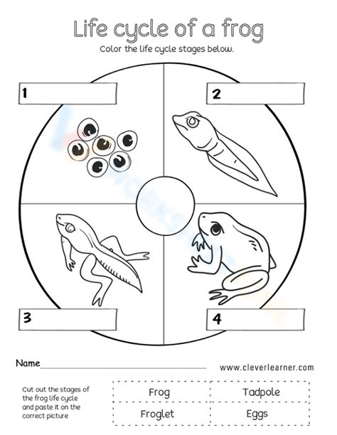 Free Printable Life Cycle Of A Frog Worksheet