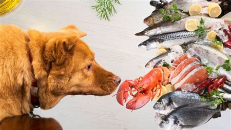 Fresh fish for dogs