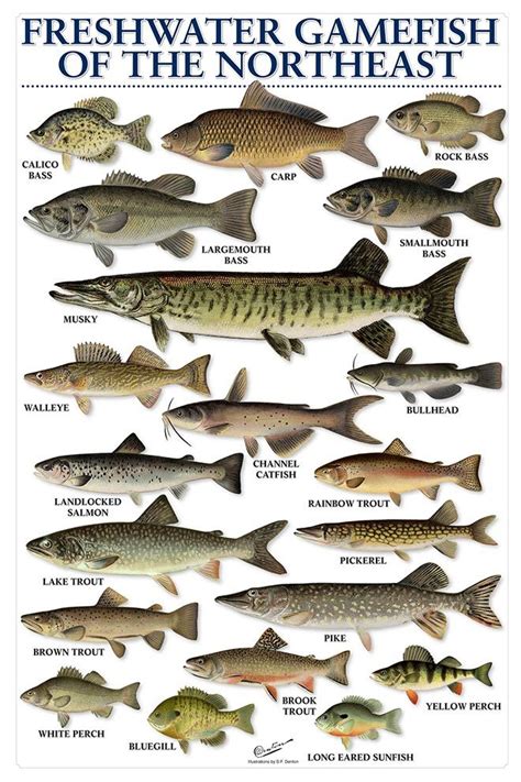 Freshwater Fish Chart