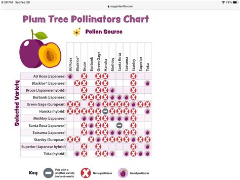 Fruit Tree Grafting Compatibility Chart