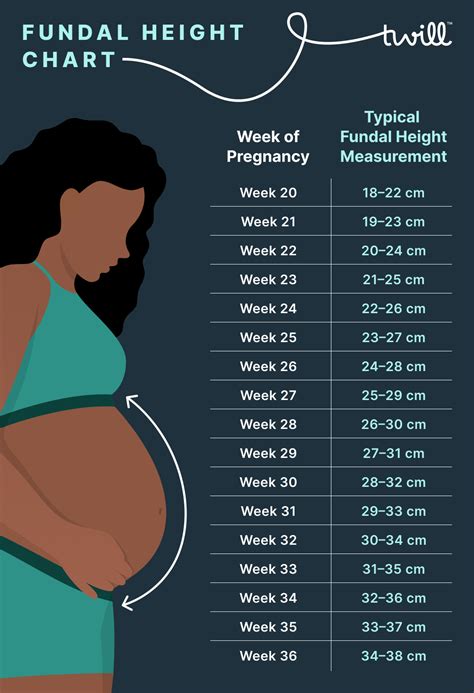 Fundal Height Chart