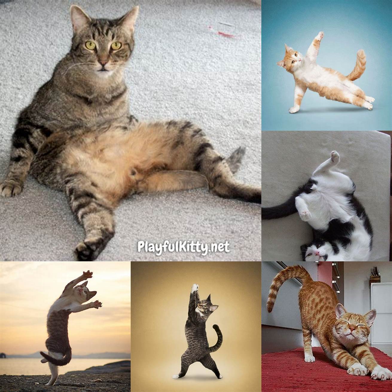 Funny cat poses