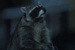 GEICO Commercials with Raccoons