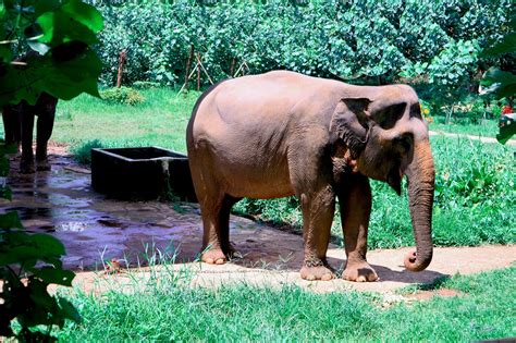 Gajah Sumatera
