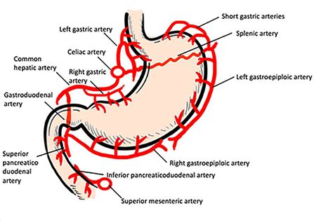 Arteries