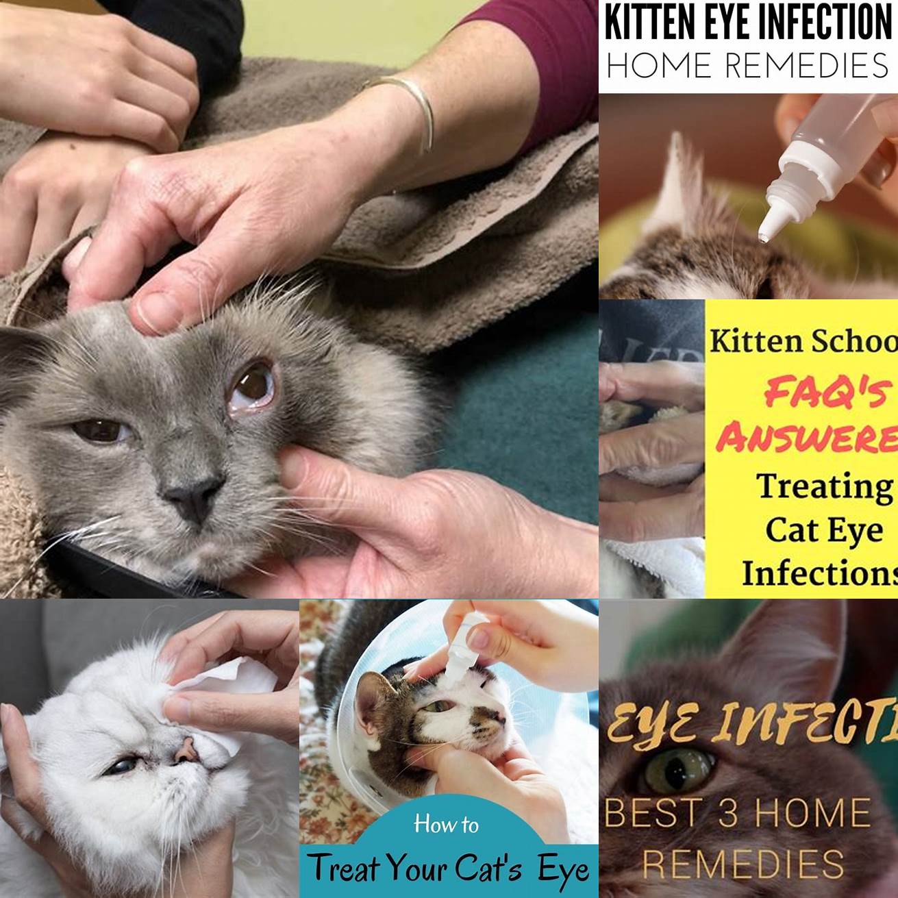 Gently wipe your cats infected eye with the mixture