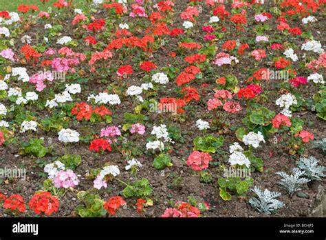 Geranium