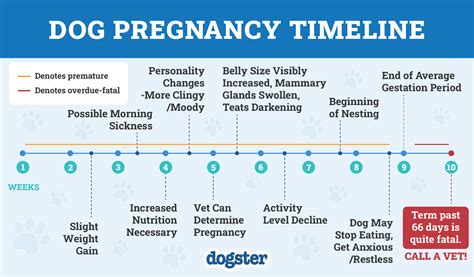 Gestation Chart For Dogs