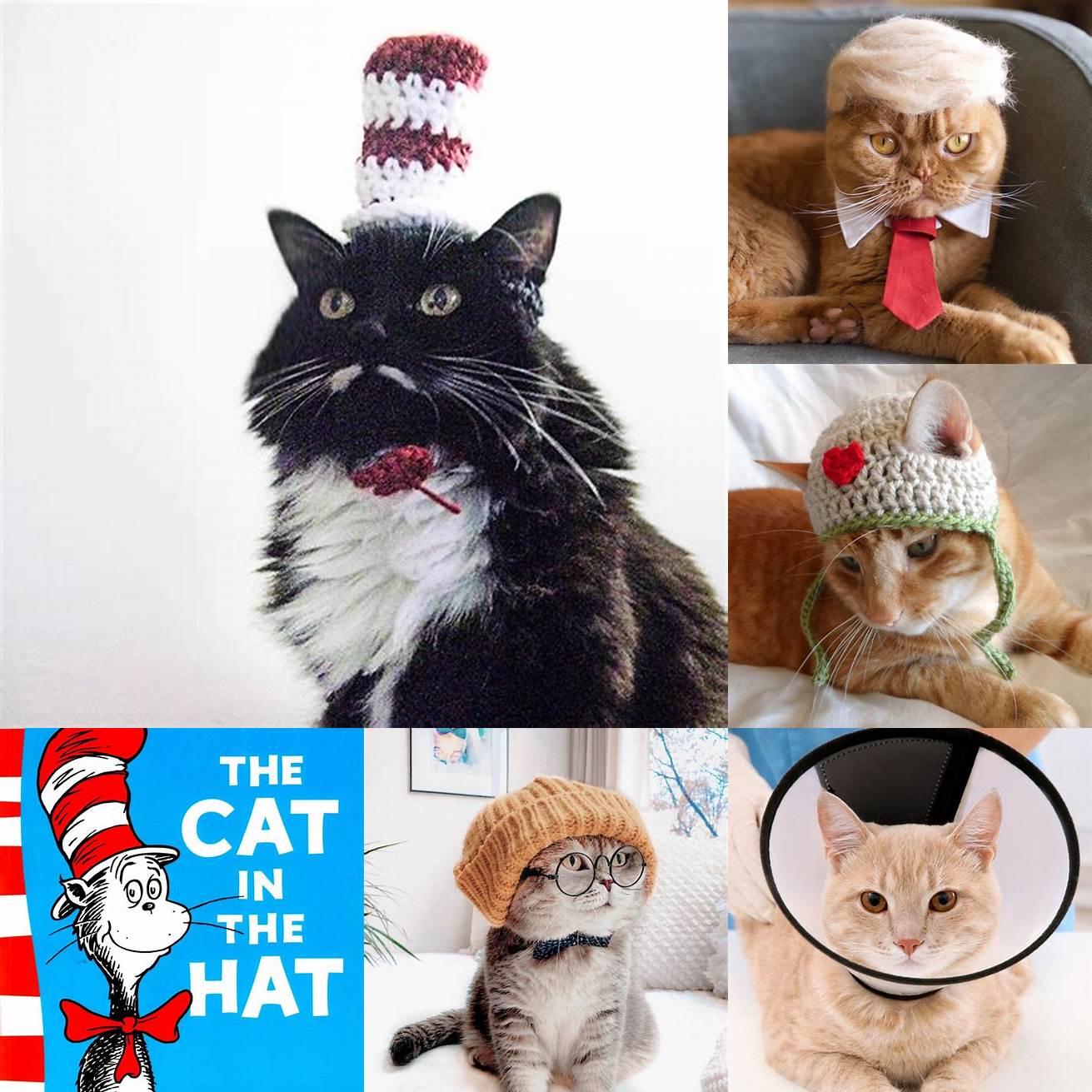 Get Your Cat Used to the Hat