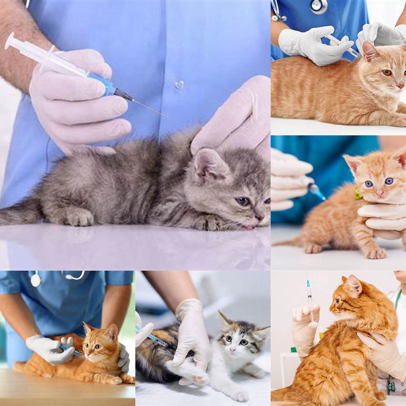 Get your cat vaccinated