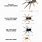 Giant Spider Size Comparison