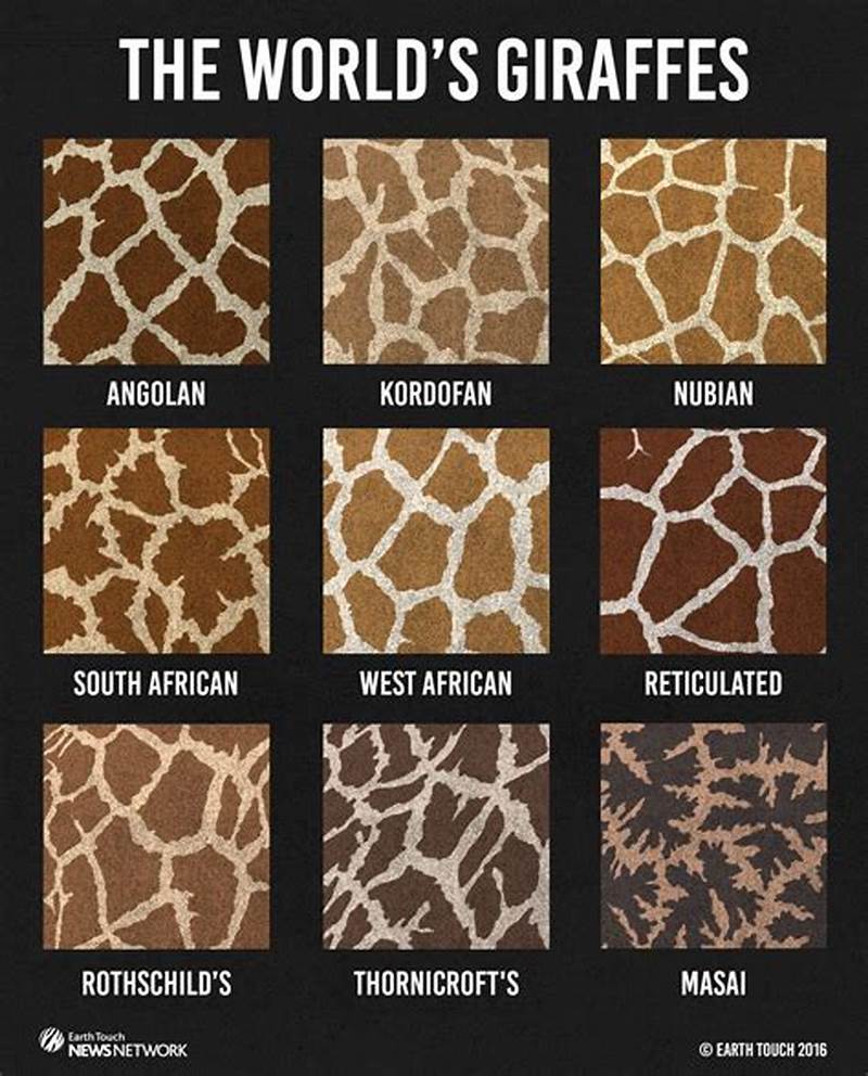 Giraffe Pattern Types