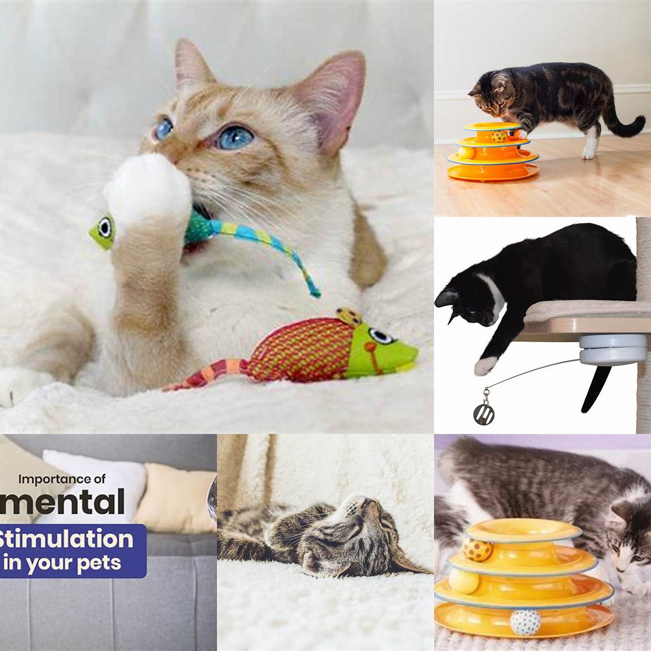 Give your cat plenty of exercise and mental stimulation